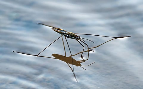 A water strider. Photo: iStock