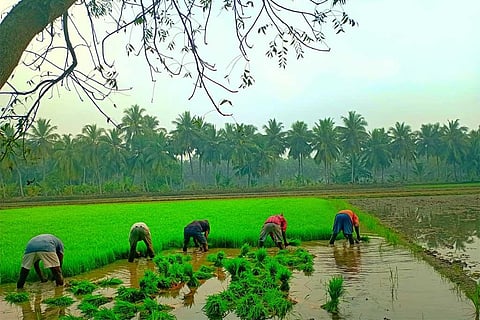 फोटो साभार: विकिमीडिया कॉमन्स, चौधरी महेश्वर राजू