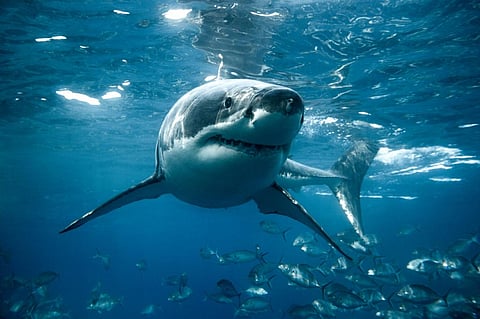 Photo: iStock