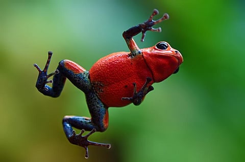 Photo: iStock