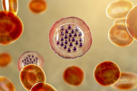 Photo: iStock