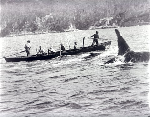 Whalers and Old Tom on the hunt Charles Eden Wellings. Photo: WIkimedia Commons, CC BY-SA