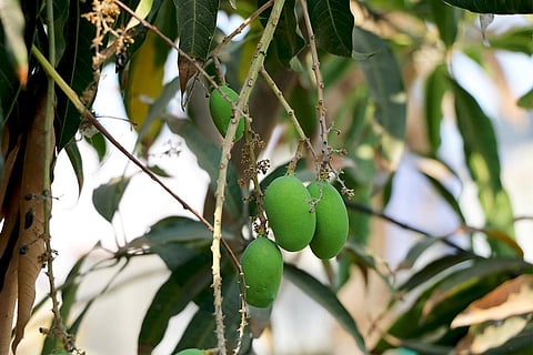 परागण करने वाले कीटों के घटने से भारत में खतरे में पड़ सकता है आम उत्पादन; फोटो: आईस्टॉक