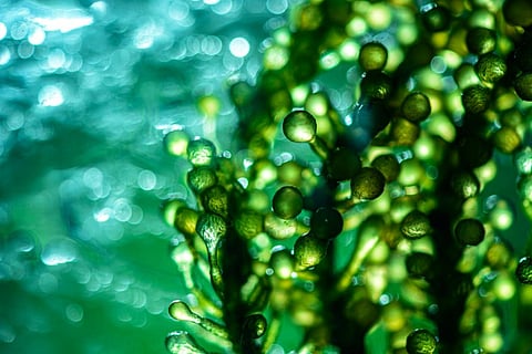 Photo: iStock