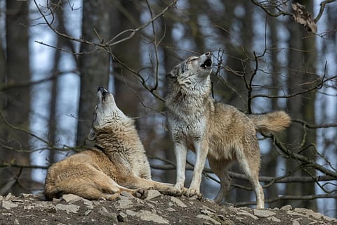 Photo: iStock
