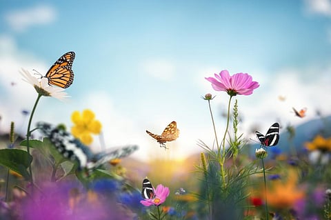 Photo: iStock