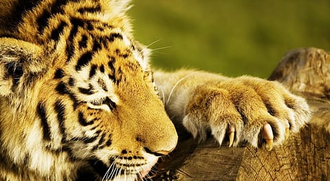 Possessing body parts like pelts, claws, or even a single strand or hair harvested from the carcass of an animal or from an animal hunted down for harvesting of body parts can lead to minimum 3 years in prison, extendable up to 7 years, and a fine of Rs 25,000. Photo: iStock