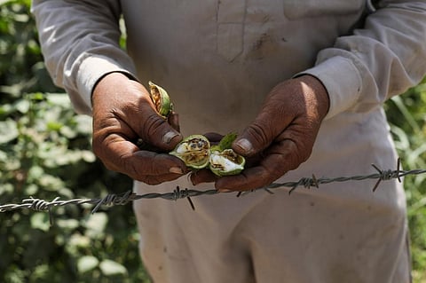 A farmer shows a cotton fruit damaged by pink bollworm. Photo: Vikas Choudhary / CSE
