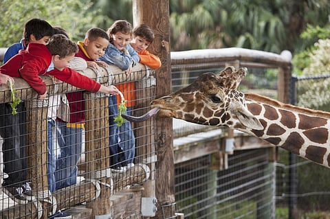 Giraffes face survival challenges in may parts of Africa. Photo: iStock