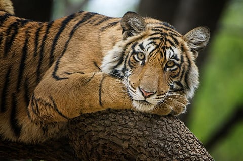 Photo: iStock