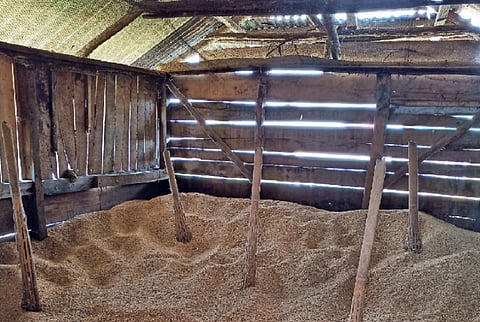 Households in Ao and Sümi Naga villages have granaries (called jen in Ao and aleh in Sümi language) to store seeds of Poaceae crops, particularly rice. Aeration tools made of bamboo are placed among the threshed rice in granaries, to ensure out-circulation of warm air that can impair the grains. Photo: Rongsenzulu Jamir & Alino Sumi