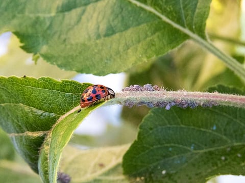 Photo: iStock