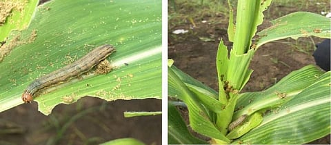 The larvae of a Mythimna separata (L) and a leaf damaged by the pest. Photo: Indian Council of Agricultural Research-Indian Institute of Millets Research