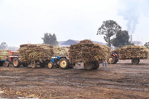 India’s overall sugarcane production was about 495 million tonnes in 2022-23. Photo: iStock