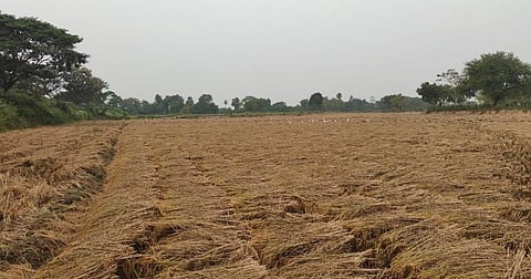 Paddy crops lying in the field after crop cutting in a Ganjam village. Photo: Hrusikesh Mohanty