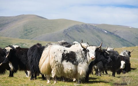 Yaks. Photo: iStock