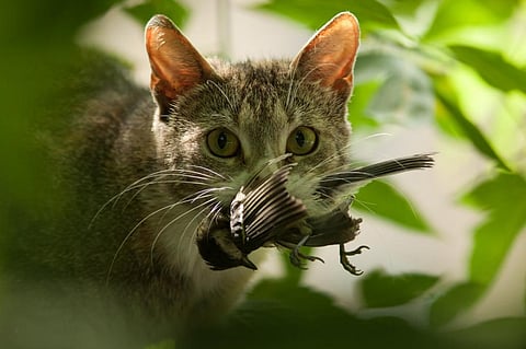Photo: iStock