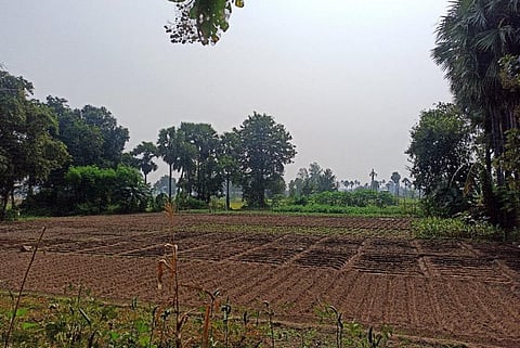 बारिश न होने के कारण खेती प्रभावित हो रही है। फोटो: माधुरी सिन्हा/चरखा फीचर