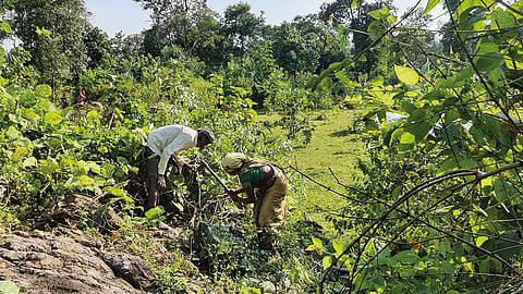 In Amjhar village of Mandla district in Madhya Pradesh, residents regularly remove lantana saplings from the common land that was cleared of the weed in 2022 (Photographs: Bhagirath)