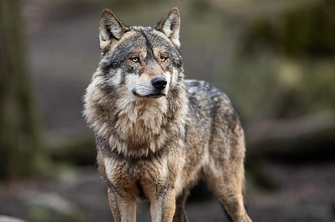 Photo: iStock