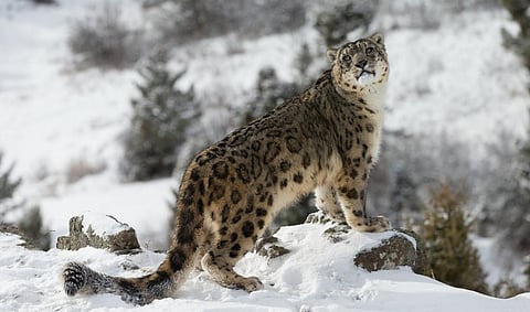 A snow leopard. Photo: iStock