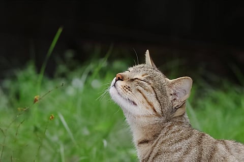 Photo: iStock