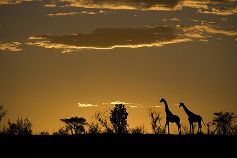 Photo: iStock