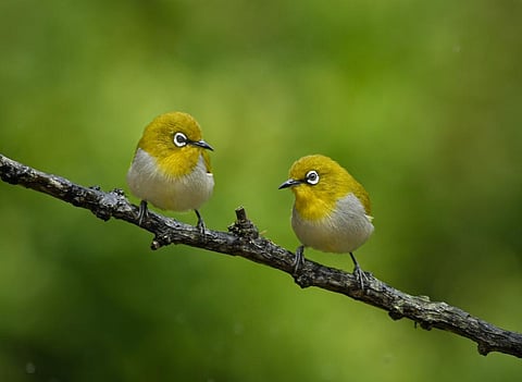 The Indian white-eye. Photo: iStock
