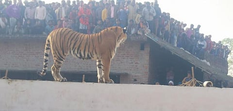 Tigers in the Terai’s sugarcane fields are developing into an ecotype of their own: Rahul Shukla