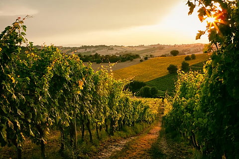 A vineyard in Marche (Italy). Photo: iStock