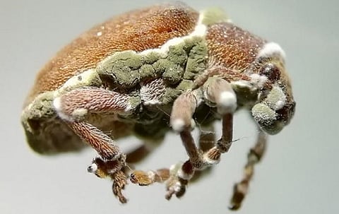 A Eucalyptus snout beetle infected with pathogenic fungi in Colombia. Photo: Cindy Mejía / Corporación Colombiana de Investigación Agropecuaria, AGROSAVIA, Bogota, Colombia