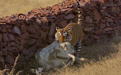 A tiger with domestic cattle kill near Ranthambore. Never try to drive a tiger from a livestock kill, advises Shukla. Photo: iStock
