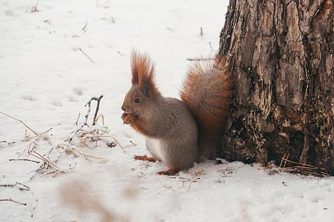 Photo: iStock