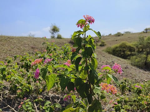 A lantana plant. Representative photo: iStock