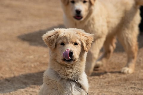 Photo: iStock