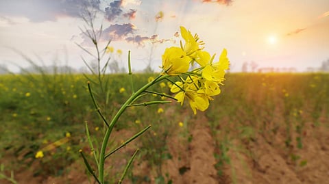 SG's argument that consumption of GM edible oils has done no harm to the Indian population was unscientific, claimed coalition. Photo for representation from iStock