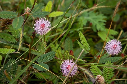 The sensitive Mimosa species are climbing plants originating from the Americas. Photo for representation: iStock