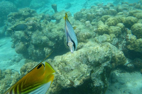 फोटो साभार: विकिमीडिया कॉमन्स, एरिन मैगी