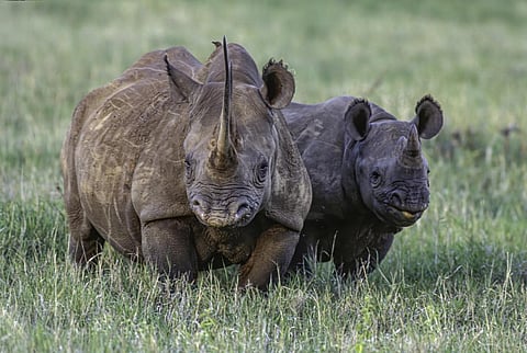 The Standard aims to understand the impacts of supply chain and operations as nature faces extreme pressures, with over one million plant and animal species being pushed towards extinction. Photo: iStock