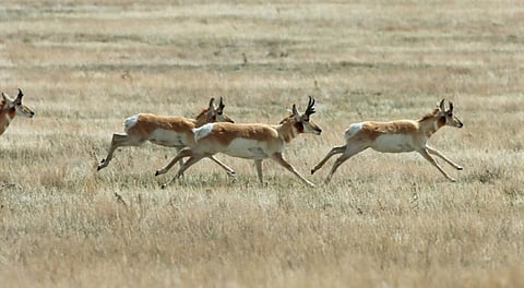 The pronghorn antelope makes the longest land migration in the continental United States. It is also the fastest land animal in North America. Here, a herd runs on the plains of Weld County, northern Colorado. Photo: iStock