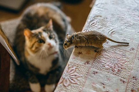 Photo: iStock