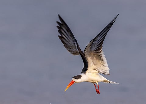 Indian skimmer. Photo: iStock
