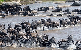 Wildebeest and zebras crossing the Mara river during the great migration in Serengeti National Park, Tanzania. Representational Photo: iStock