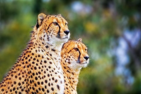 Are cheetahs at home?