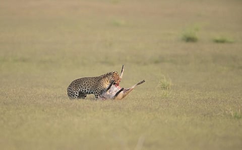 A leopard with a Hog Deer kill. Representative photo from iStock