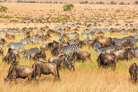 The Great Migration of Wildebeest and Zebra. Photo: iStock