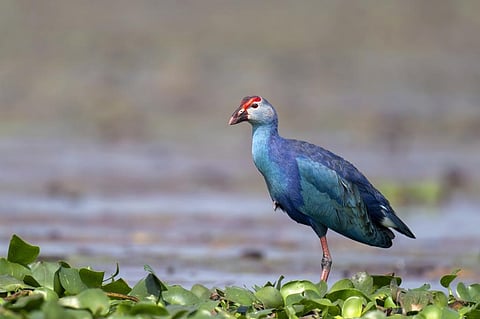 Grey-headed Swamphen. Photo: Parthasarathi Chakrabarti / Bird Count India