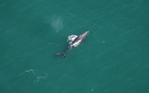 The gray whale seen south of Nantucket on March 1, 2024. Credit: New England Aquarium