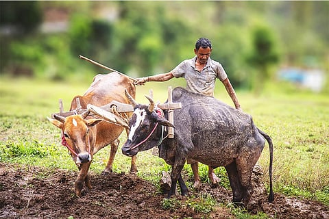 सूखा, लू, भारी बारिश जैसी मौसमी घटनाएं बाढ़, बीमारियों और कीटों के हमलों को बढ़ा रही हैं, जो फसलों की पैदावार और गुणवत्ता को प्रभावित कर सकता है; फोटो: आईस्टॉक