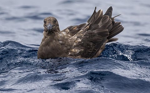 A brown skua, the populations of which have been particularly hit by bird flu in recent months in and around Antarctica. Photo: iStock